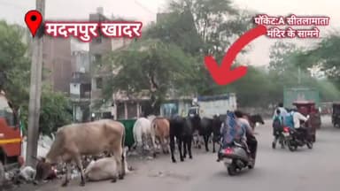 मदनपुर खादर: जेजे कॉलोनी के सड़को पर घूमते गायों से राह में चल रहे राहगीर को परेशानियों होती है। #MCD