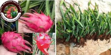 लाखों की कमाई वाली ड्रैगन फ्रूट की खेती आपके अपने बीसलपुर में #9758556230 #dragonfruitfarming #nursery #plants #baragaon