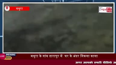 मथुरा के गांव तारापुर में देर रात एक काला कोबरा सांप निकलने से हड़कंप मच गया
#मथुरा #गांव #तारापुर #काला #सांप #कोबरा