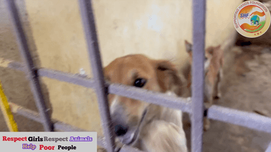 Real love 💕 🐶
Respect Girls help poor help animals
#apsgurjar #help #viral #doglover #dog #dogsofinstagram