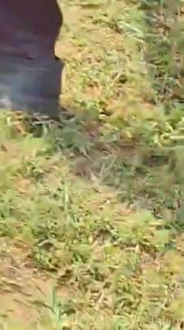 गांव स्याल मेरठ पाया गया अजगर
#मेरठ#अजगर
#viralvideo
#स्याल मेरठ