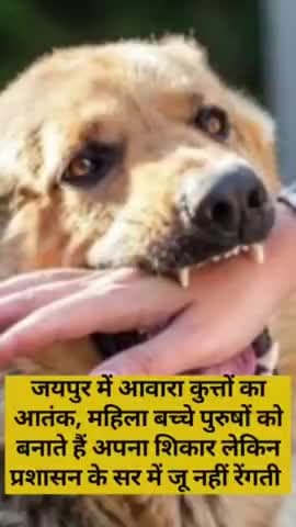 जयपुर में आवारा कुत्तों का आतंक राह चलते युवक को काटा प्रशासन के सर जू नहीं रेंगती #hindinews #jaipursnews #news #jaipurnews #latestnews #jaipurkhabar #JDA #jaipurpolice #nagarnigamjaipur #bjp #congress #viralnews #viralreels #YouTubeshot