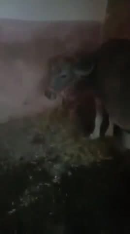 किसी को  ए भेस  मिले तो संपर्क करें   8120689252
