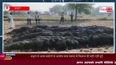 मथुरा के थाना मगोर्रा के अंतर्गत गांव सवला में किसान की कटी पड़ी हुई धान की फसल
#मथुरा #थाना #मगोर्रा #अंतर्गत #गांव