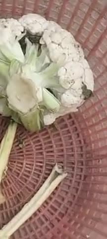 gobhi ke phool mein Nikla shaap