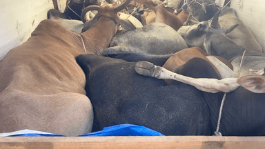 #गौ तस्करों की #योजना फेल
#राष्ट्रीय हिन्दू सेना एवं #बैतूल बाज़ार #पुलिस की बड़ी सफलता #गौ तस्करों के #चंगुल से 23 नग #गोवंश आज़ाद
