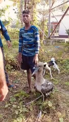 #@शिवनार
#mokama
शिवनार गौ मै अक बजूबn bird ke hatya