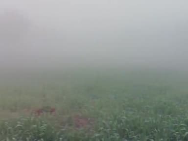 सांगलीया के पास चावंडिया गांव में भयंकर कोहरा
