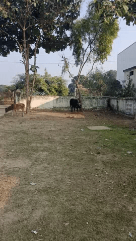 ग्राम पंचायत कनकपुर माया बाजार छुट्टा जानवरों से किसान परेशान। #मायबाजार #dm #सीडीओ