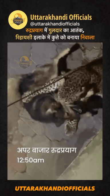 रुद्रप्रयाग में गुलदार का आतंक, रिहायशी इलाके में कुत्ते को बनाया निवाला
#Uttarakahnd
#Rudraprayag
#Guldar
499
#WildAnimal
#India