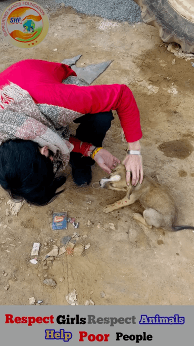 जान बच सकती अगर गाड़ी हम देख कर चलाये तो
ये बोल नहीं सकते 🐕🦺🥺
#apsgurjar #dogsofinstagram #help #support #gwalior #accident