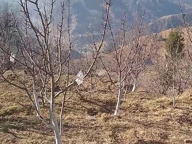 Rohru me apple cutting time me @ rjkuldeep thakur and my friends 🎀🍎🍎