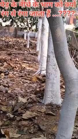 आपलोग बताईए जरा की पेड़ के नीचे का भाग क्यों रंगा जाता हैं।
#Bihar
#agriculture
#ngo