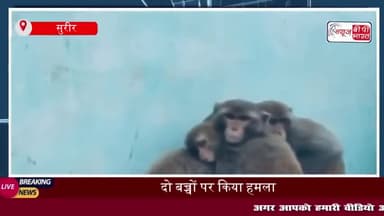 सुरीर में बंदरों का आतंक: दो बच्चों पर किया हमला, पुलिस और प्रशासन से कार्रवाई की अपील
#सुरीर #बंदरों #आतंक