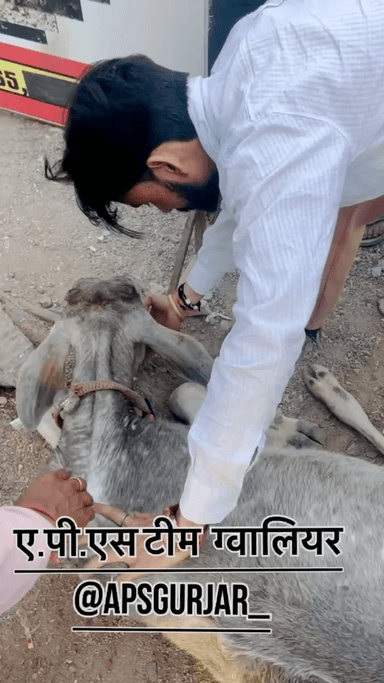 इसका पैर तोड़ दिया गाड़ी वाले ने 🐄
Respect Girls help poor help animals
#apsgurjar #help #cow #cars