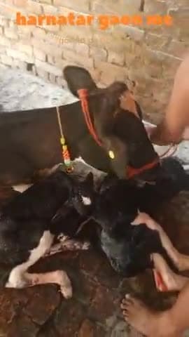 बलिया जिले के हरनाटार दयालपुर में मन्नू गुप्ता के घर एक गाय ने दो बछड़े को जन्म दिया।
#बलिया#ballia