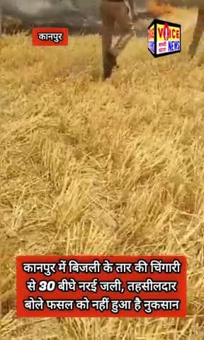 कानपुर में बिजली के तार की चिंगारी से 30 बीघे नरई जली, तहसीलदार बोले फसल को नहीं हुआ है नुकसान #viral #Bijali
