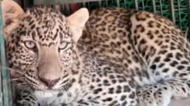 कांठ थाना क्षेत्र के उमरी कलां के एक स्कूल में तेंदुआ घुस गया। इसके बाद स्कूल स्टाफ ने हिम्मत दिखाते हुए तेंदुए को