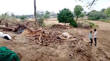 नाहरपुरा में तेज अंधड़ से सुखा पेड़ दो बैलो पर गिरा एक बैल की मौत एक बैल गंभीर घायल