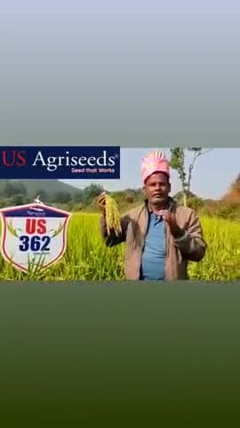 Us 362 में मिल रहा है 10%अधिक दाने@#जो किसान अपने वचन से वायन दिए है उस वचन को सुने@###
रिपोर्ट ""राम प्रसाद usAgri