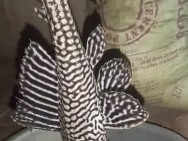 विदेशी मछली हमारे गाव के लड़के लोग ये मछली तालाब से पकड़ के लाया है
