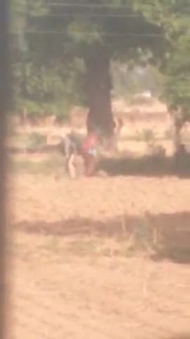 khet Mein dindahaade chori kar rahe hain yah log