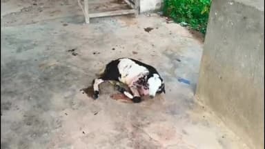 ராஜசிங்கமங்கலம்: அண்ணாமலை நகரில் நாய்கள் கடித்து குதறியதால் 2 ஆடுகள் பலி