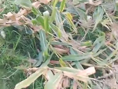 Kisan bhai ke kshatigrast
badl
kishanja kisan maga