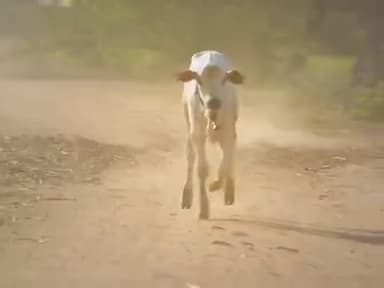 #गौमाता पर बनी इस साउथ फिल्म ने मचा दिया है तहलका #गौ तस्करों पर आधारित एक खूबसूरत फिल्म, जरूर देखें