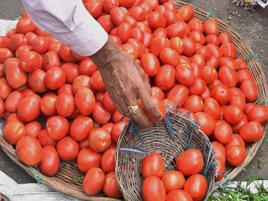 टमाटर बेचकर किसान ने आंध्र प्रदेश में 45 दिन में कमाए ₹4 करोड़, कहा- 'सारा कर्ज़ चुका दिया' #टमाटर