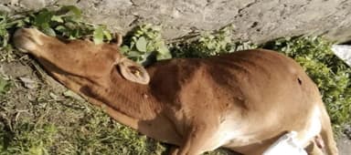 झालावाड़ में लंपी वायरस से संक्रमित मिले करीब डेढ़ दर्जन गोवंश, पिछले साल हुई थी 75,000 गोवंशों की मौत #लंपी_वायरस
