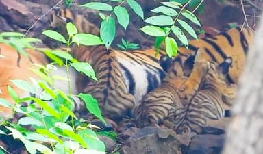 रणथंभौर नैशनल पार्क में एक बाघिन ने 3 शावकों को दिया जन्म, CM गहलोत ने वीडियो शेयर कर दी बधाई #रणथंभौर #बाघ