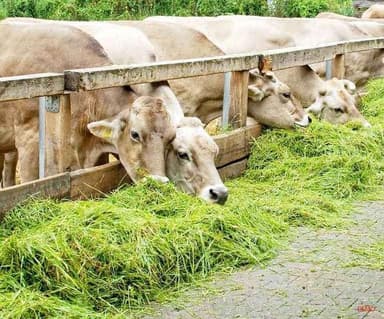 झारखंड में चारा घोटाला मामले में 36 दोषियों को हुई 4-4 साल जेल की सज़ा #अपराध #चारा_घोटाला