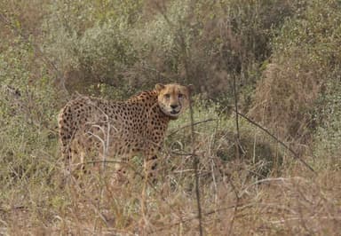 राजस्थान में मिला एमपी के कूनो नैशनल पार्क से भागा चीता, 20 सदस्यीय टीम ने ट्रैंकुलाइज़ कर पकड़ा #चीता