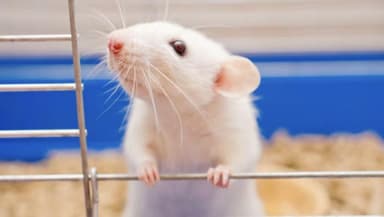 कोविड-19 जैसे वायरस को लेकर प्रयोग कर रहा है चीन, प्रयोग में शामिल सभी 'मानवीकृत' चूहों की हुई मौत #कोविड_19