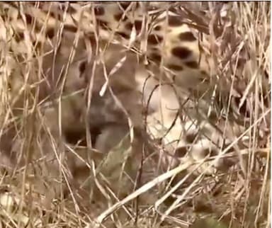 मादा चीता 'ज्वाला' ने 3 शावकों को दिया जन्म, एमपी सीएम ने वीडियो शेयर कर लिखा- नए मेहमानों का स्वागत है #कूनो #चीता