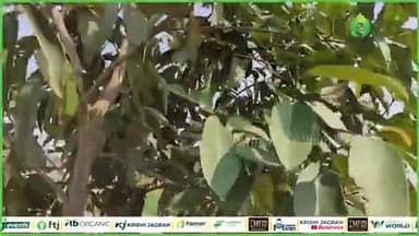 जामुन की खेती का तरीका और जानें क्यों इसे कहा जाता है पोषण तत्वों का पावर हाउस
#jamun #agriculturenews #farming #farms