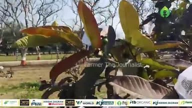 अमरूद के बाग में करें ये जरूरी काम नहीं लगेगा कीट, मिलेगा बंपर फल का उत्पादन
#guava #agriculture #farming #agrigoi