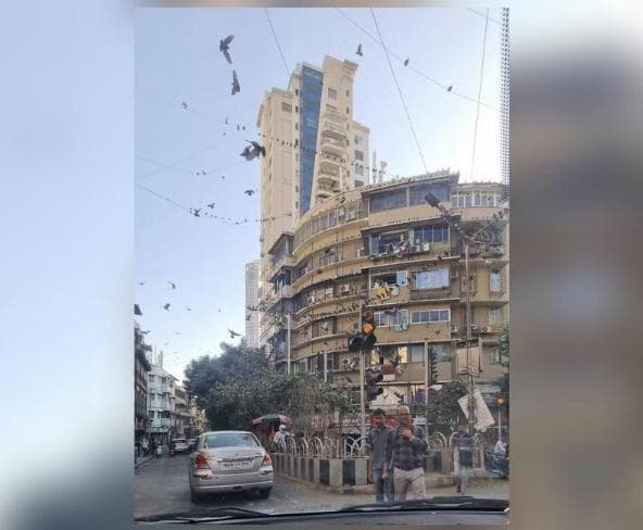 कृपया कबूतरों को दाना डालना बंद करें, वे स्वास्थ्य के लिए खतरा हैं: लोगों से कमेंटेटर हर्षा भोगले #कबूतर #हर्षा_भोगले