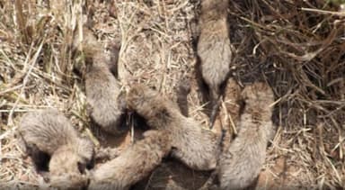 कूनो नैशनल पार्क में मादा चीता गामिनी ने 6 शावकों को दिया जन्म #कूनो