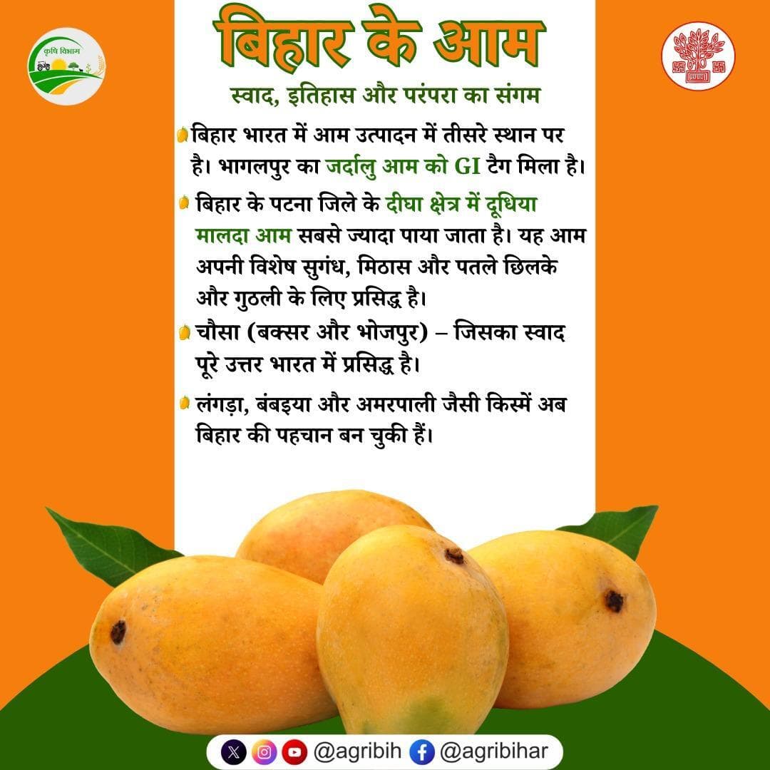 बिहार भारत में आम उत्पादन में तीसरे स्थान पर है। यह सिर्फ आंकड़ों की बात नहीं, बल्कि स्वाद, सुगंध और परंपरा की कहानी है।