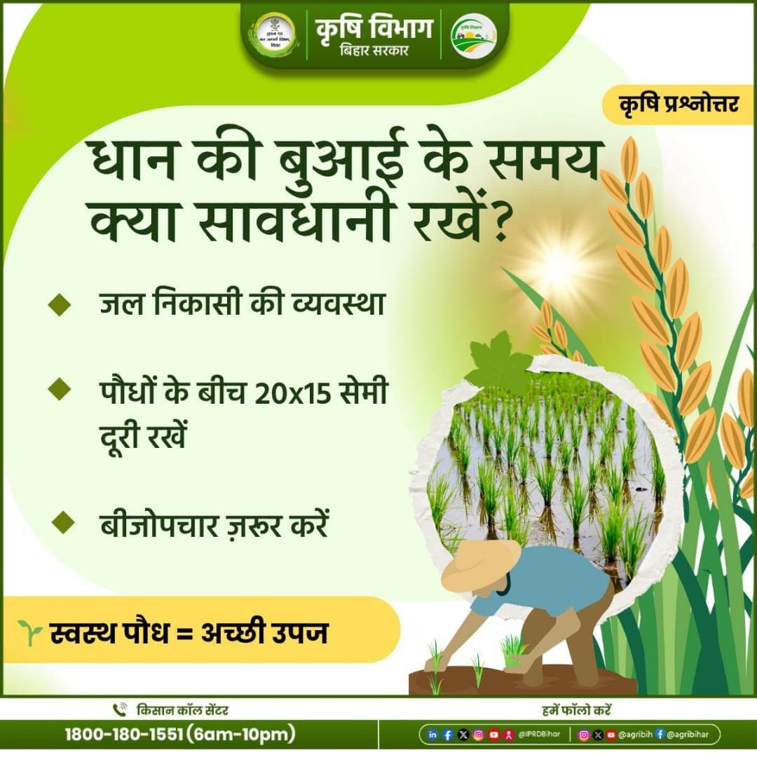 धान की बुआई के समय सावधानी