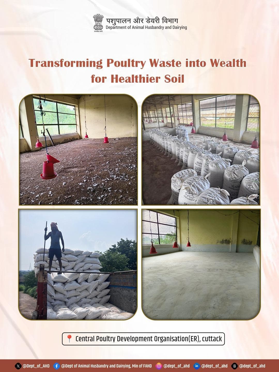 CPDO Kataka sold 557 bags of poultry litter under #SpecialCampaign6, generating ₹13,925!